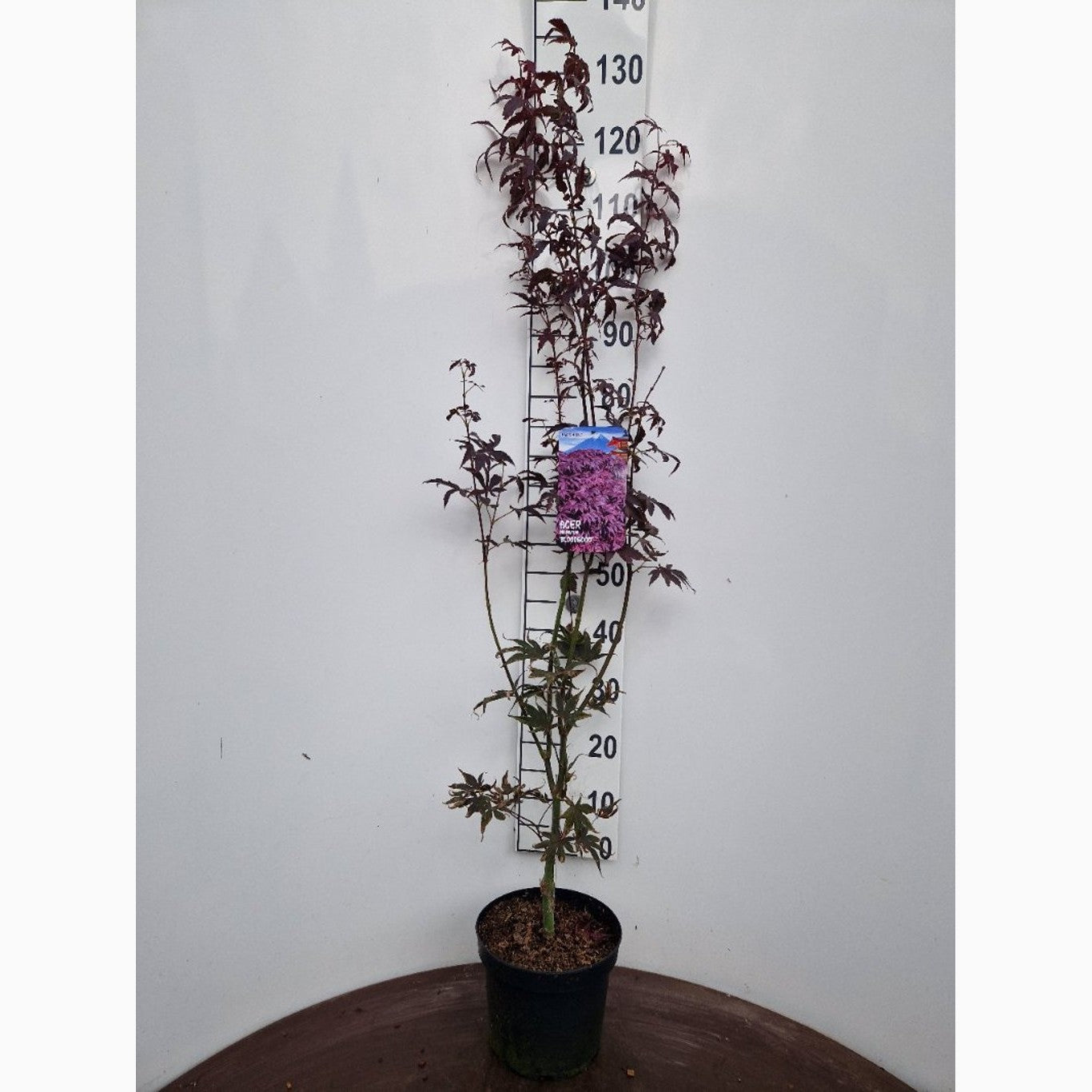 Japansk lönn – Acer pal. 'Bloodgood' - C5 50-60 CM